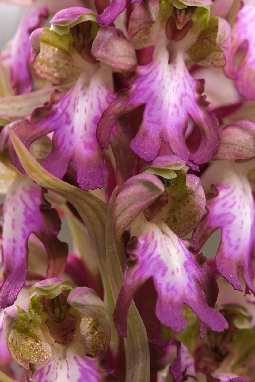 Anno nuovo, orchidee nuove: dalla Grecia con passione.